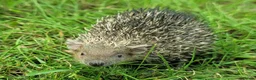 Pygmy Hedgehog rodents for sale: Gorgeous 2026 Lesser Tenrec babies - Advert 3