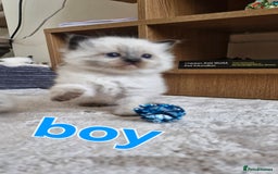 Ragdoll cats for sale: 🐾 Gorgeous Ragdoll Kittens.Ready 22nd December 🐾 - Image 13