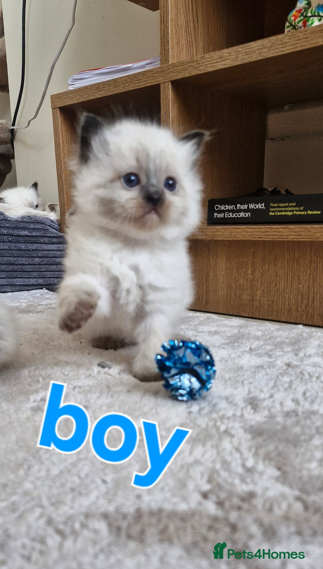 Ragdoll cats for sale: 🐾 Gorgeous Ragdoll Kittens.Ready 22nd December 🐾 - Image 13