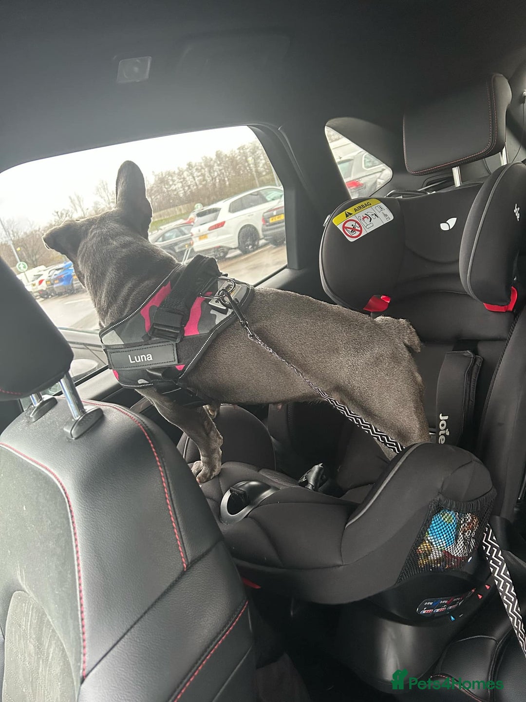 French Bulldog dogs for sale: French bulldog  - Advert 5