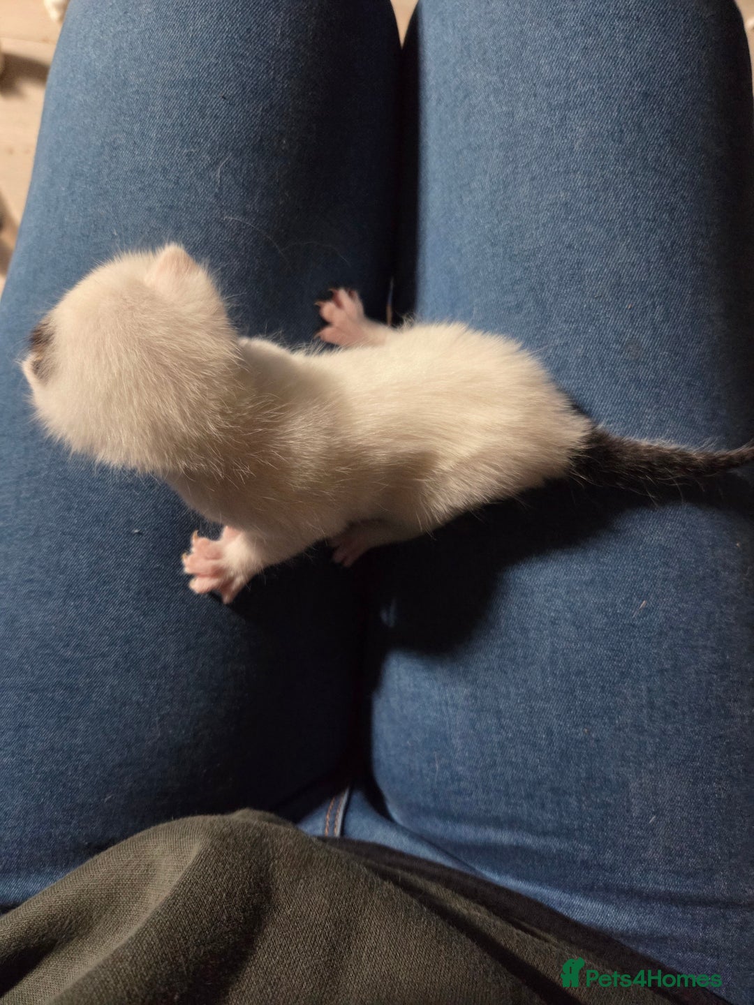 Mixed Breed cats for sale: 2 kittens for sale - Advert 5