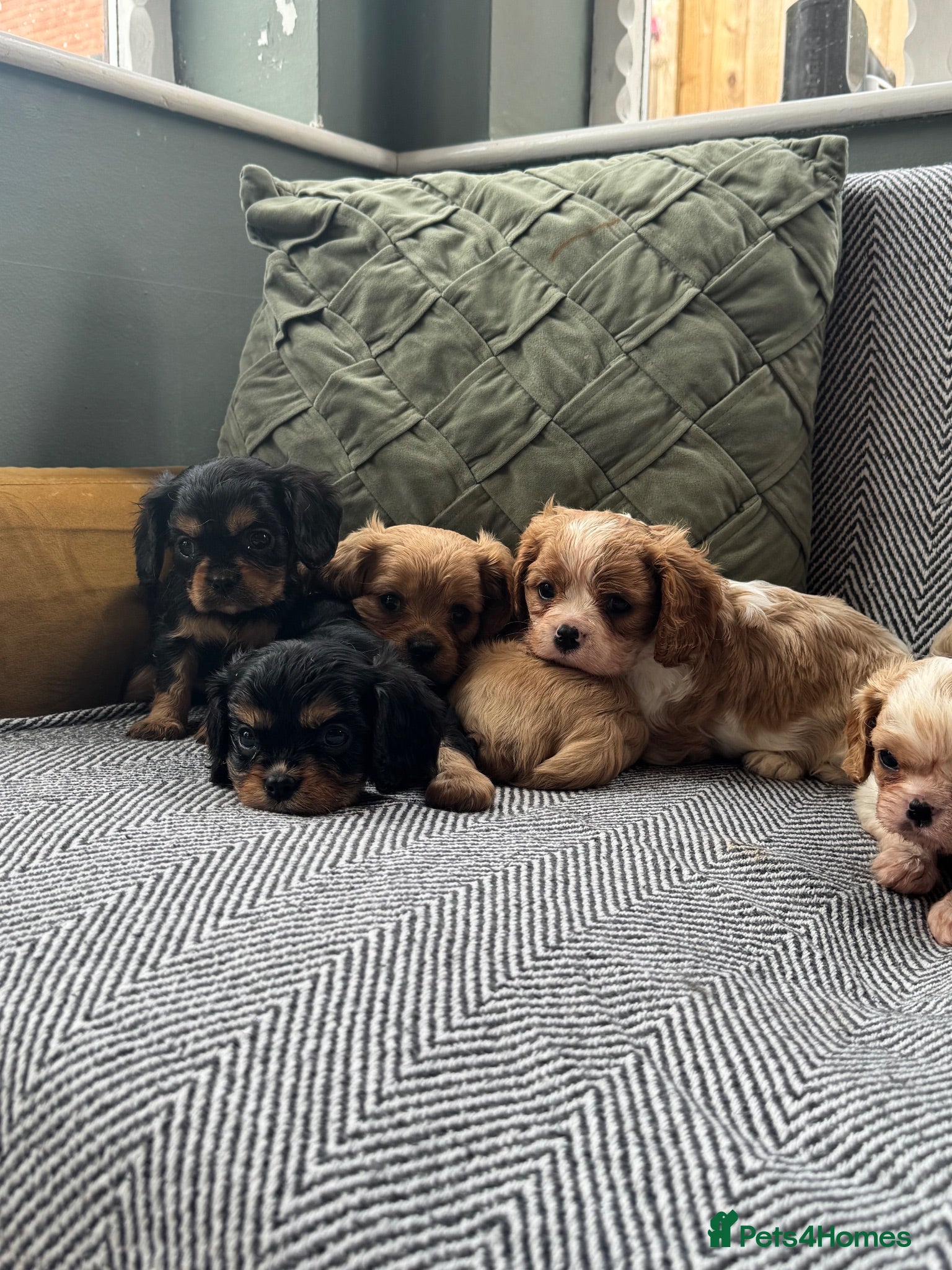 Cavalier King Charles Spaniel dogs Cavalier King Charles spaniel puppies. Ready now - Advert 2