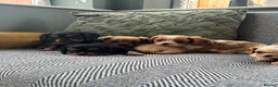 Cavalier King Charles Spaniel dogs for sale: Cavalier King Charles spaniel puppies. Ready now - Advert 2