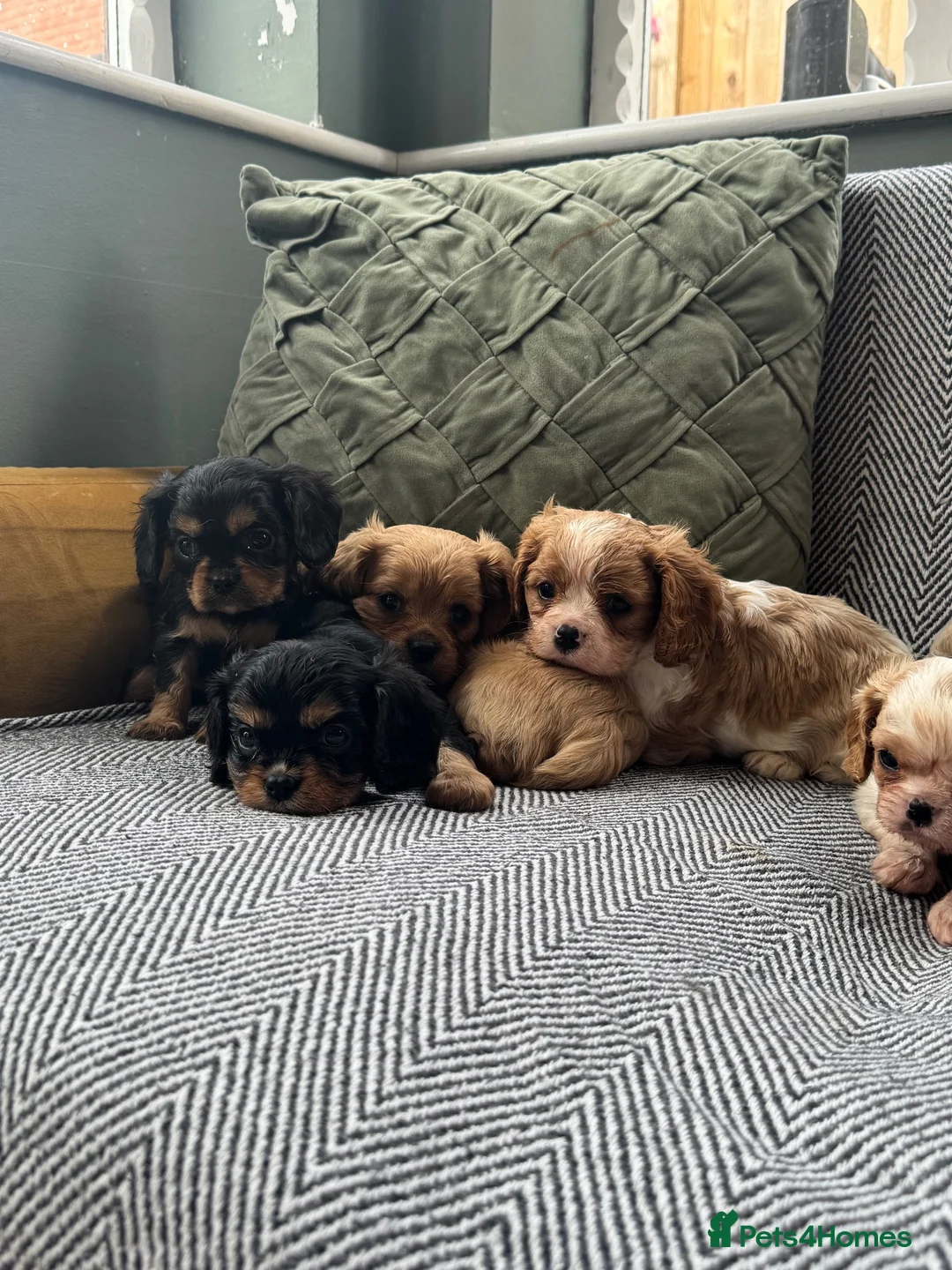Cavalier King Charles Spaniel dogs for sale: Cavalier King Charles spaniel puppies. Ready now - Advert 2