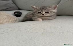 Scottish Fold cats for sale: Scottish fold kittens ready to find new homes - Image 40