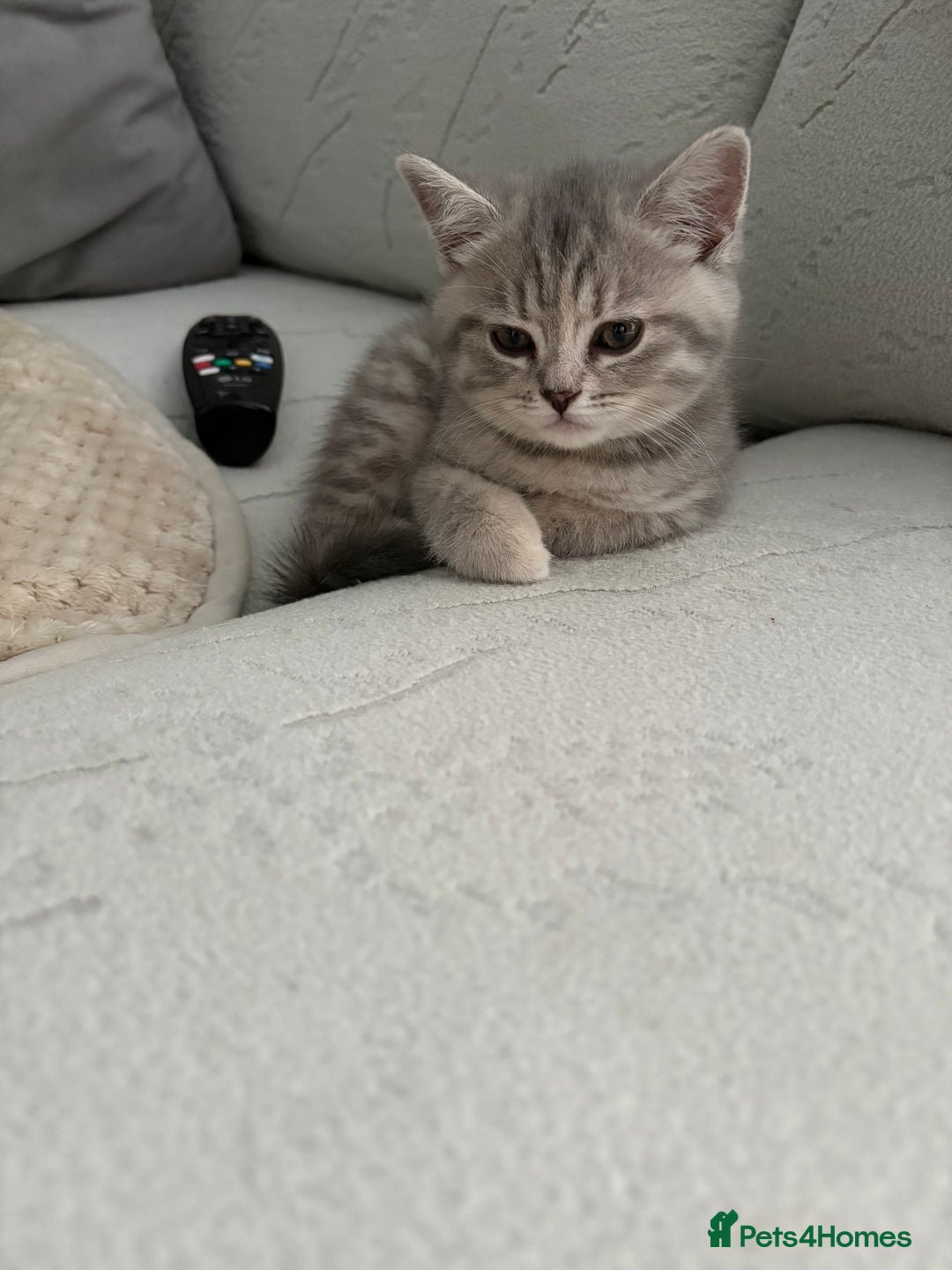 Scottish Fold cats for sale: Scottish fold kittens ready to find new homes - Image 40