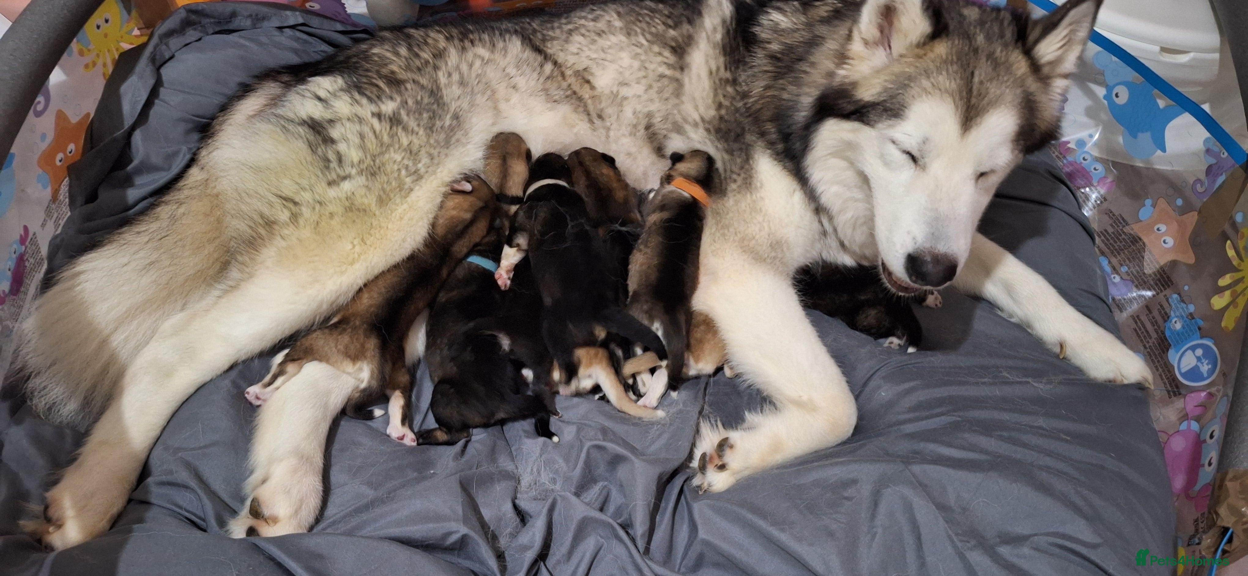 Mixed Breed dogs 10 Alaskan Shepherds for sale - Advert 4