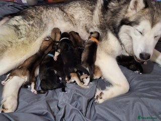 Mixed Breed dogs 10 Alaskan Shepherds for sale - Advert 7