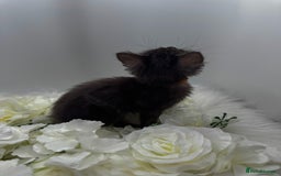 Egyptian Mau cats for sale: Smoke Egyptian MAU x Bengal spotted&marble kittens - Image 19