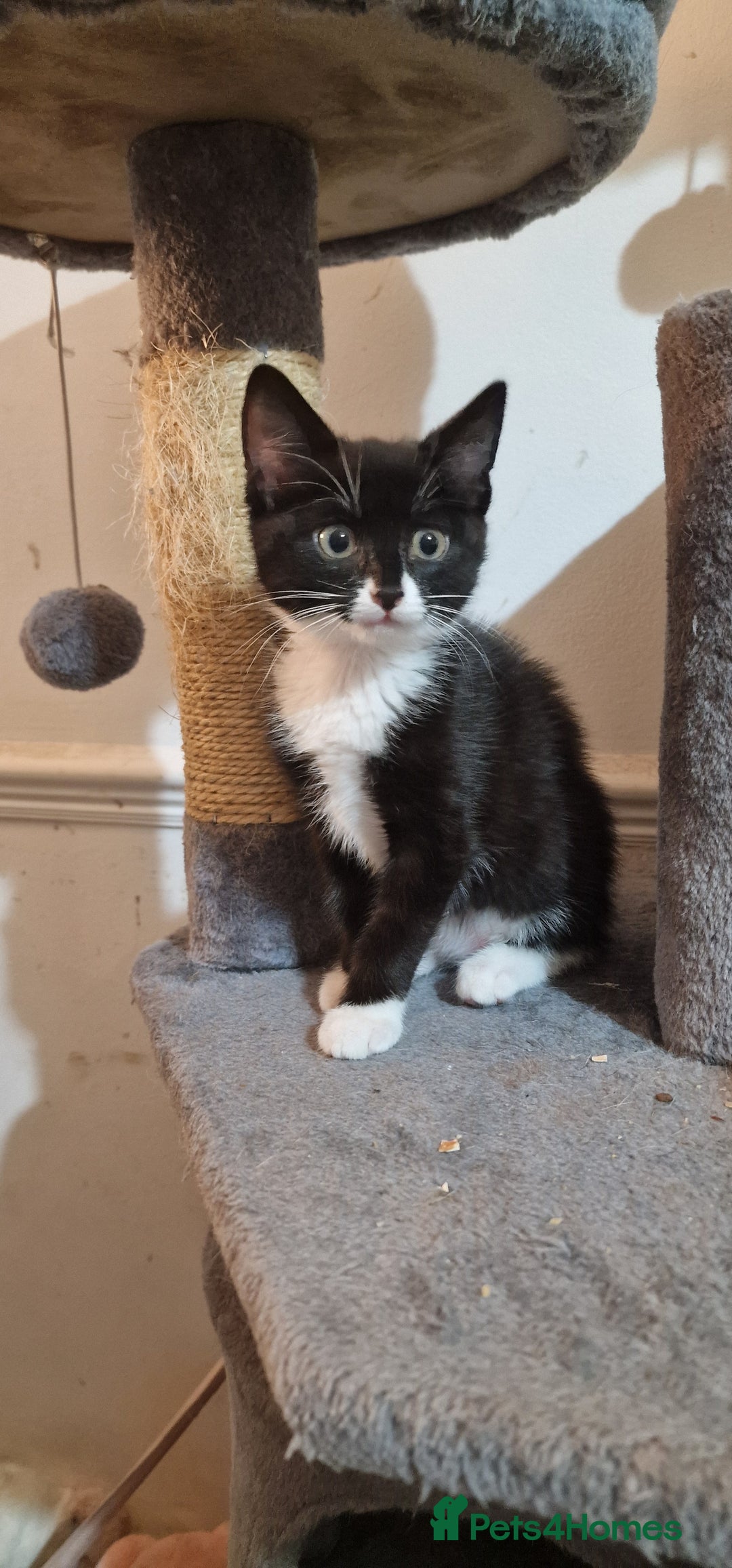 Bengal cats for sale: Gorgeous Bengal/Savannah x DS - Image 1