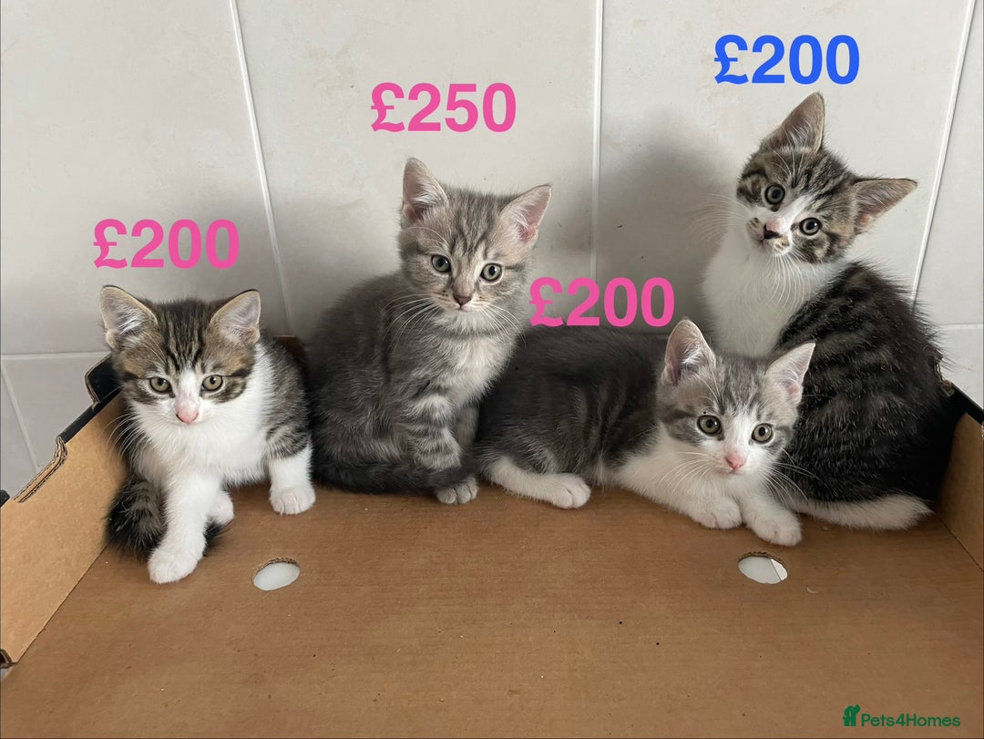 Mixed Breed cats for sale: Beautiful Tabby Kittens  - Advert 1