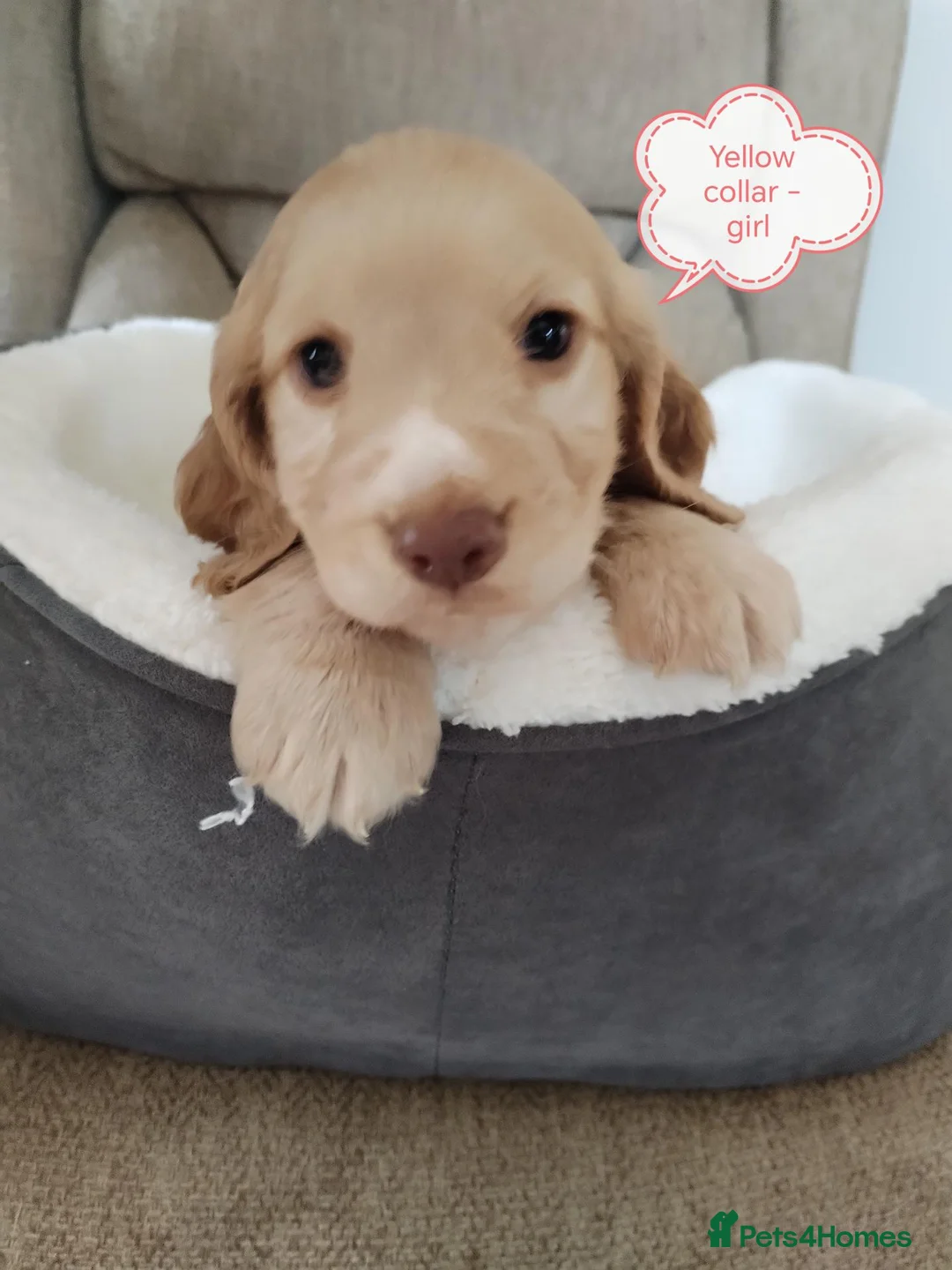 Cocker Spaniel dogs for sale: KC reg show type cocker spaniel pups for sale  in Dungannon - Advert 8