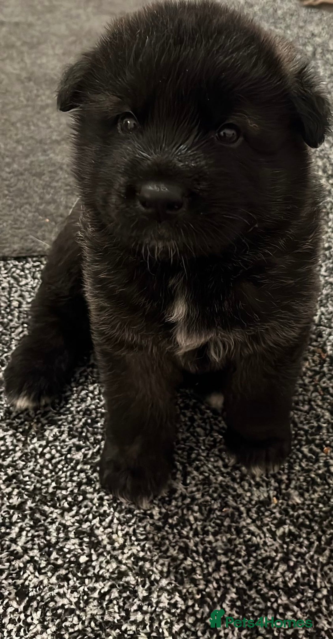 Akita dogs for sale: Akita puppies  - Advert 11