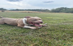 American Bully dogs for stud: ABKC Stunning Male Bully (BUDDY🐶) - Image 5