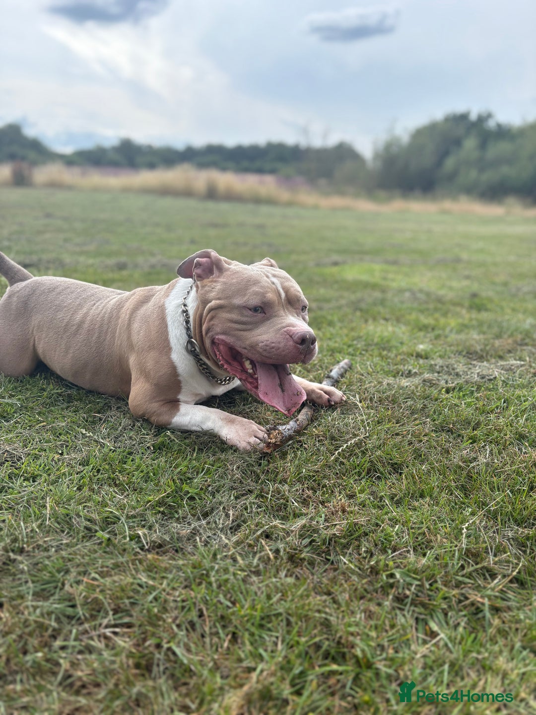 American Bully dogs for stud: ABKC Stunning Male Bully (BUDDY🐶) - Image 5