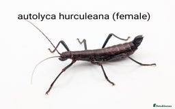 Stick Insects invertebrates for sale: Stick and leaf insect eggs - Image 4