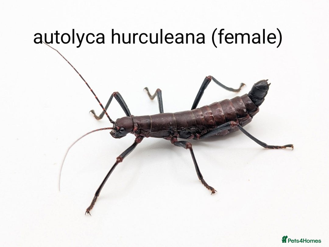 Stick Insects invertebrates for sale: Stick and leaf insect eggs - Image 4