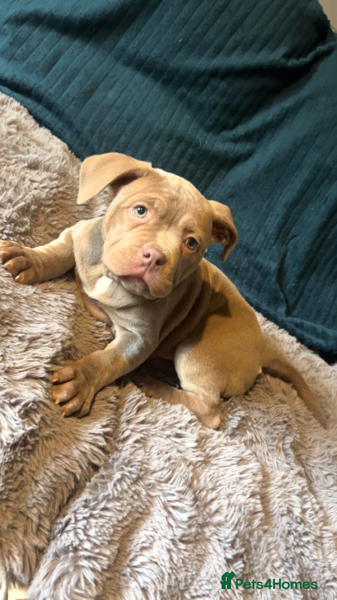 American Bully dogs for sale: ⭐️⭐️POCKETBULLY⭐️⭐️ - Advert 7