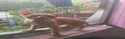 Devon Rex cats for sale: Stunning male Devon Pet or GCCF active considered - Advert 14