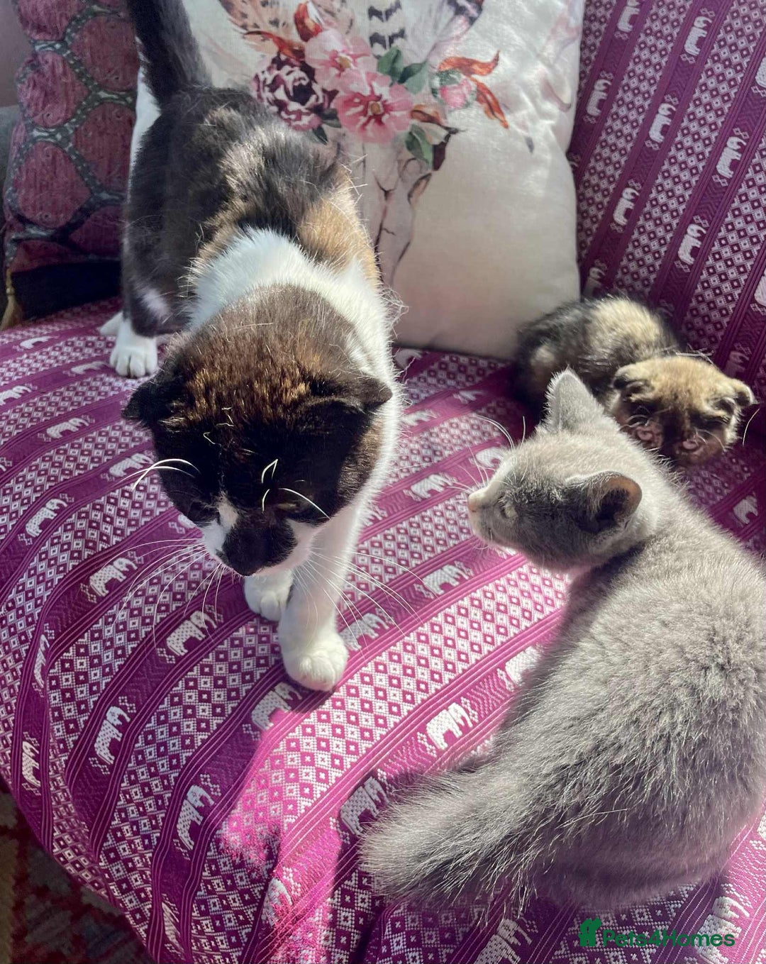 Munchkin cats for sale: Munchkin x Scottish Fold - Image 27