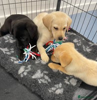 Labrador Retriever dogs - Advert 6