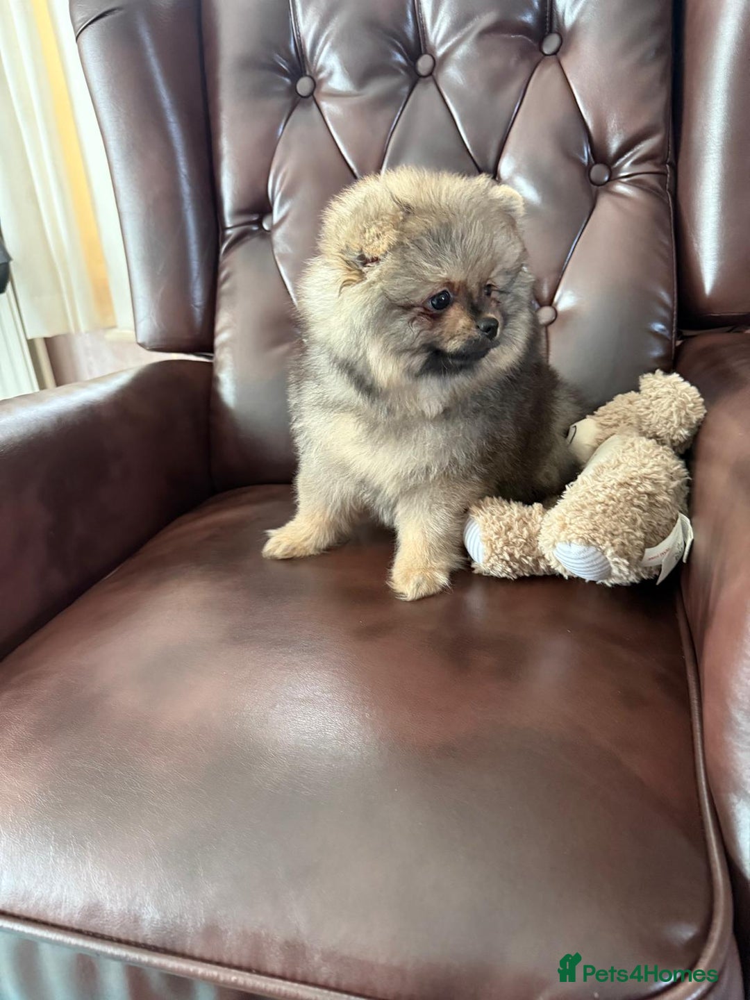 Pomeranian dogs for sale: 10 Week Purebred Pomeranian Champion EU Bloodline  - Advert 13