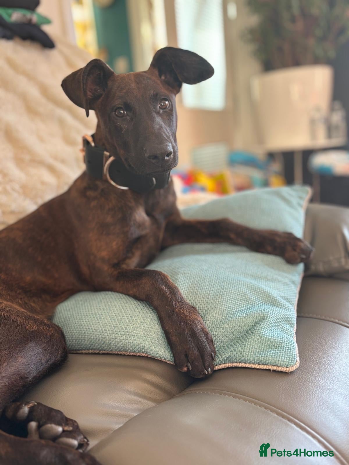 Mixed Breed dogs 7 month old Dutch shepherd/Chinese red mix - Advert 1