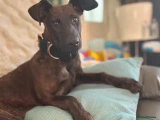 Mixed Breed dogs 7 month old Dutch shepherd/Chinese red mix - Advert 2