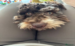 Cockapoo dogs for sale: Merle Male Cockapoo - Image 3