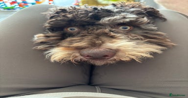 Cockapoo dogs - Advert 2