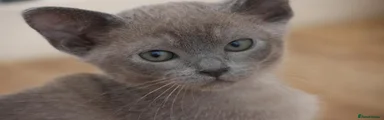 Blue Burmese boy