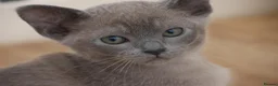 Burmese cats for sale: Affectionate Burmese boys - Advert 13