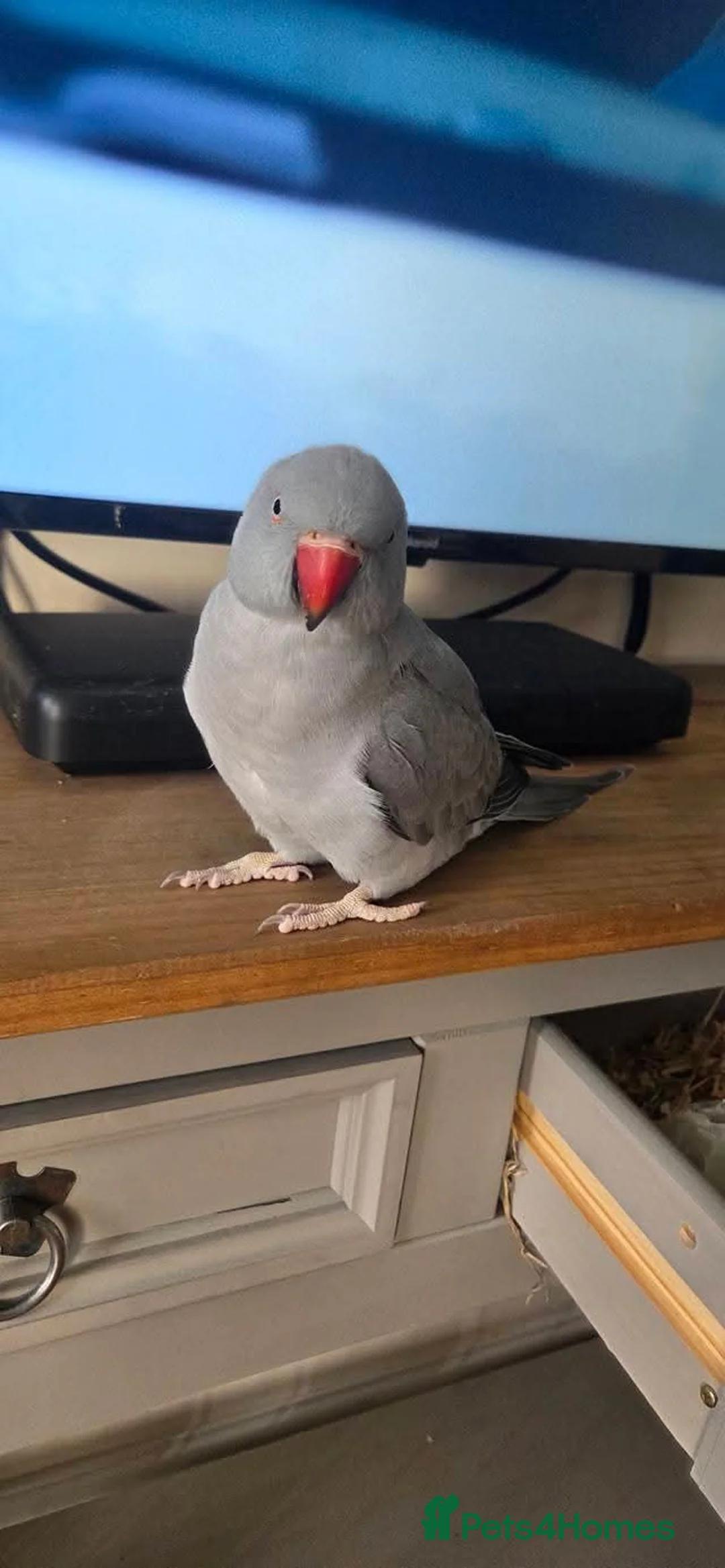 Ringnecks birds for sale: Unsexed indian ring neck - Advert 3