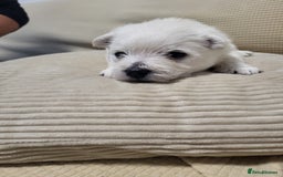 West Highland Terrier dogs for sale: KC pedigree West Highland Terrier puppies  - Image 8