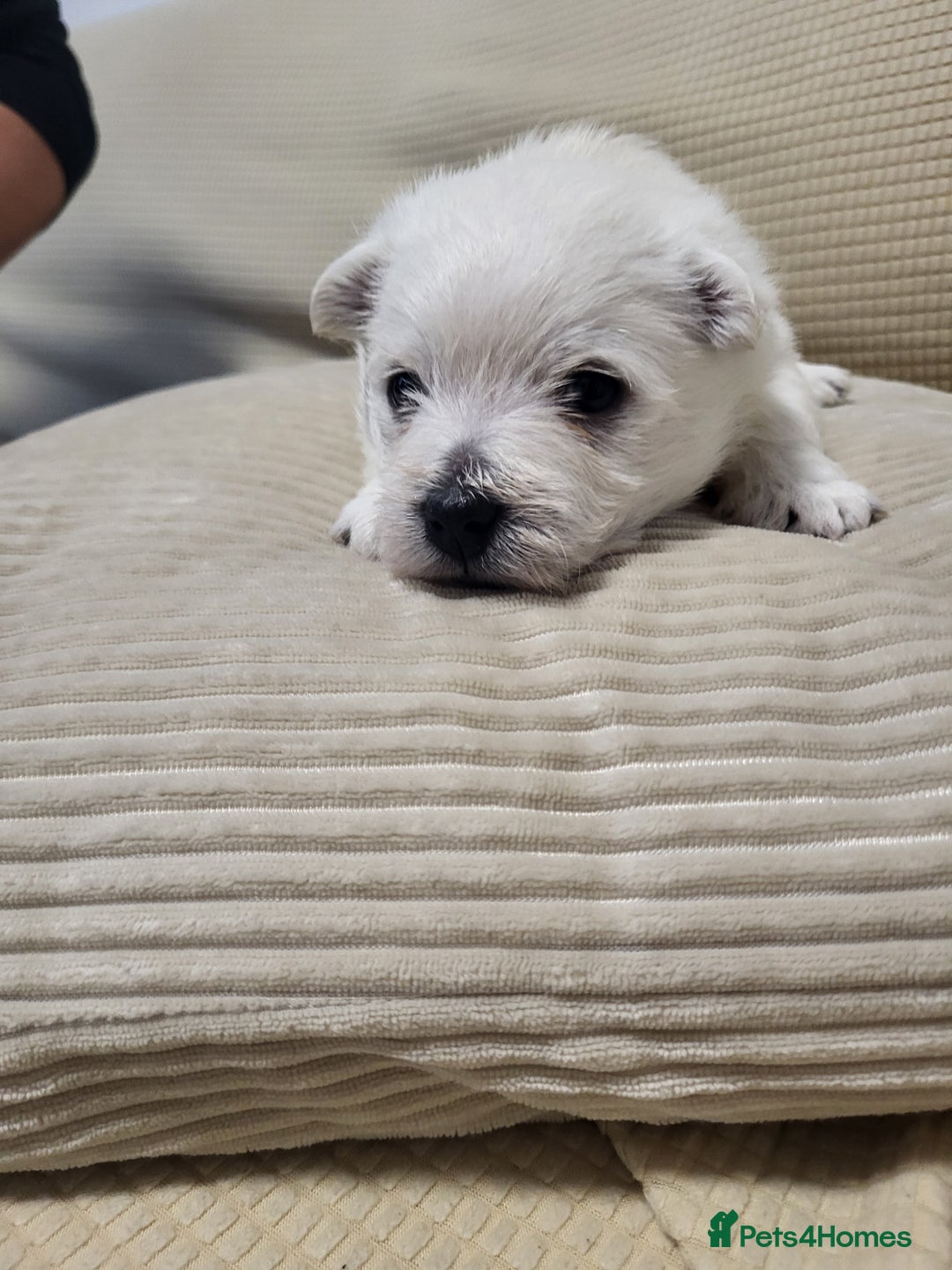 West Highland Terrier dogs for sale: KC pedigree West Highland Terrier puppies  - Image 8