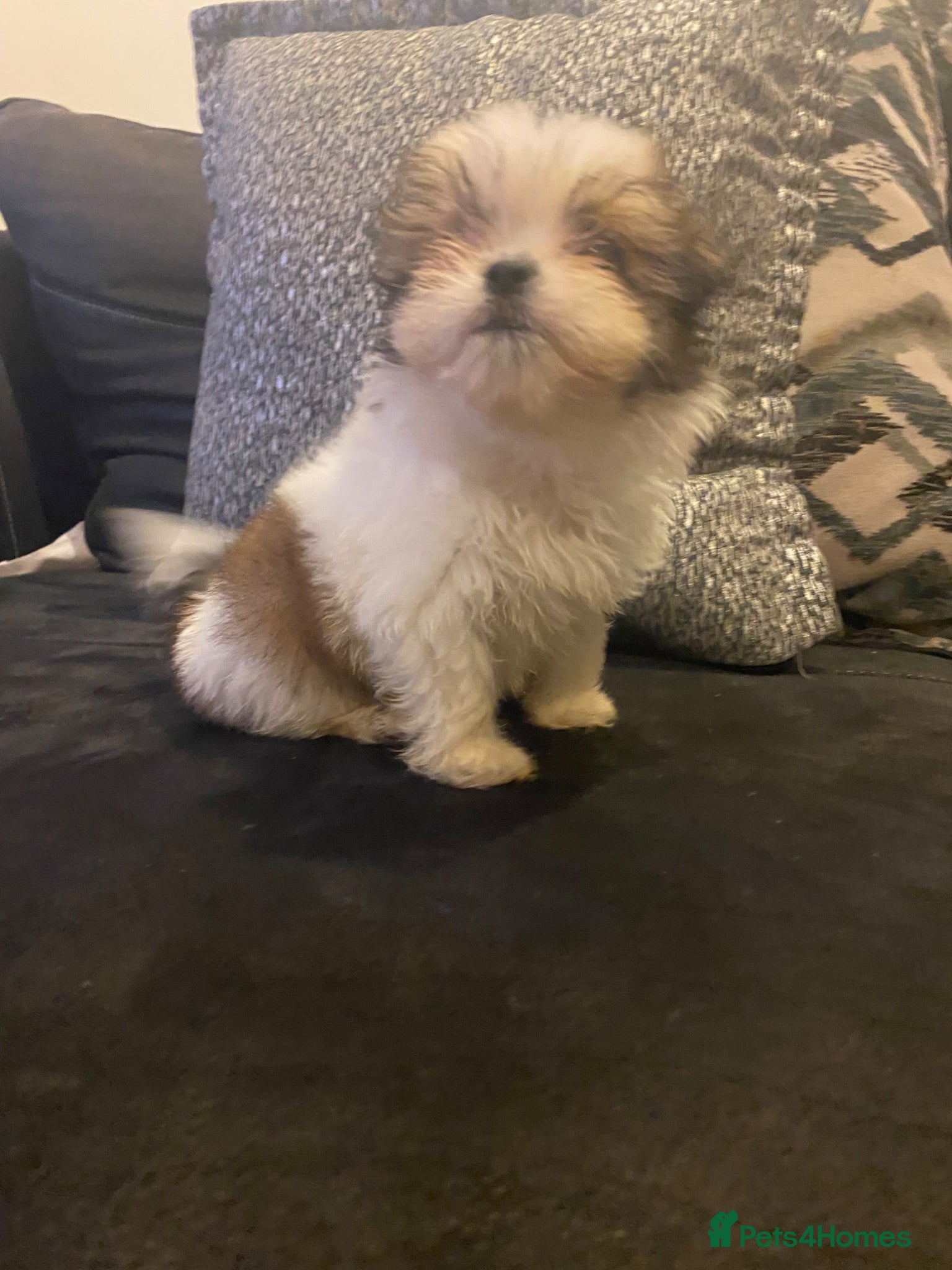 Maltipoo dogs One girl available Lovely Toy Maltipoo  puppies  - Advert 18
