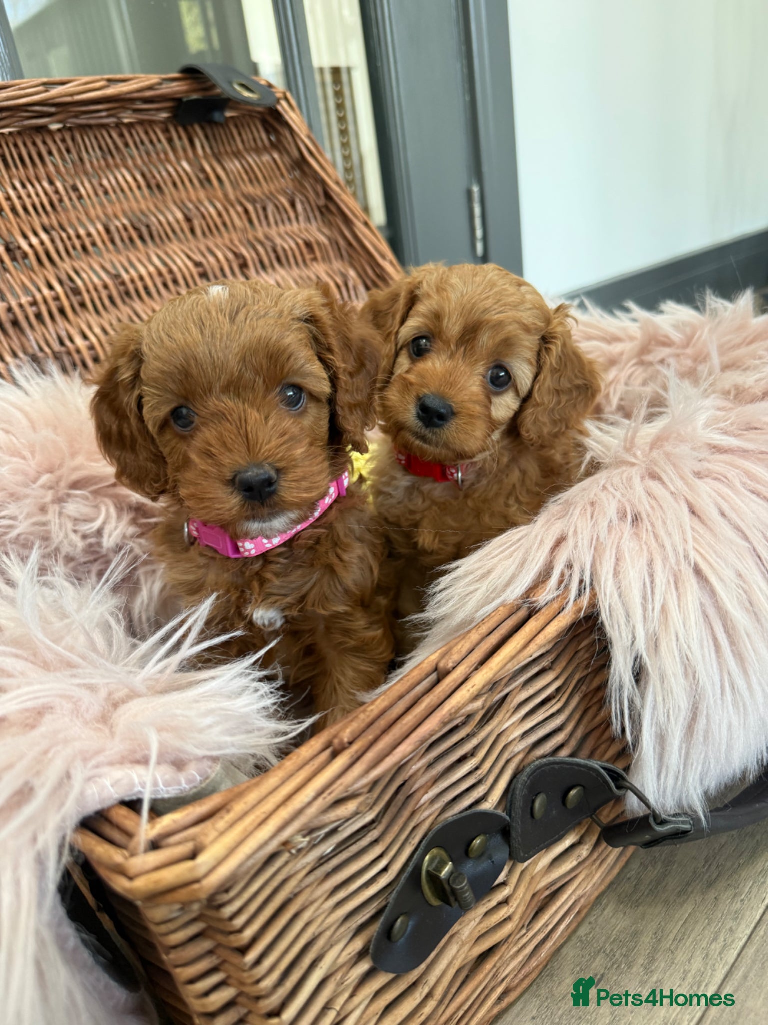 Cavapoo dogs Beautiful F1b Toy Cavapoos parents health checked  - Advert 13