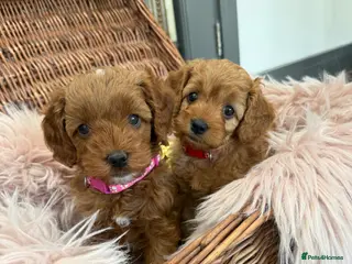 Cavapoo dogs Beautiful F1b Toy Cavapoos parents health checked - Advert 13