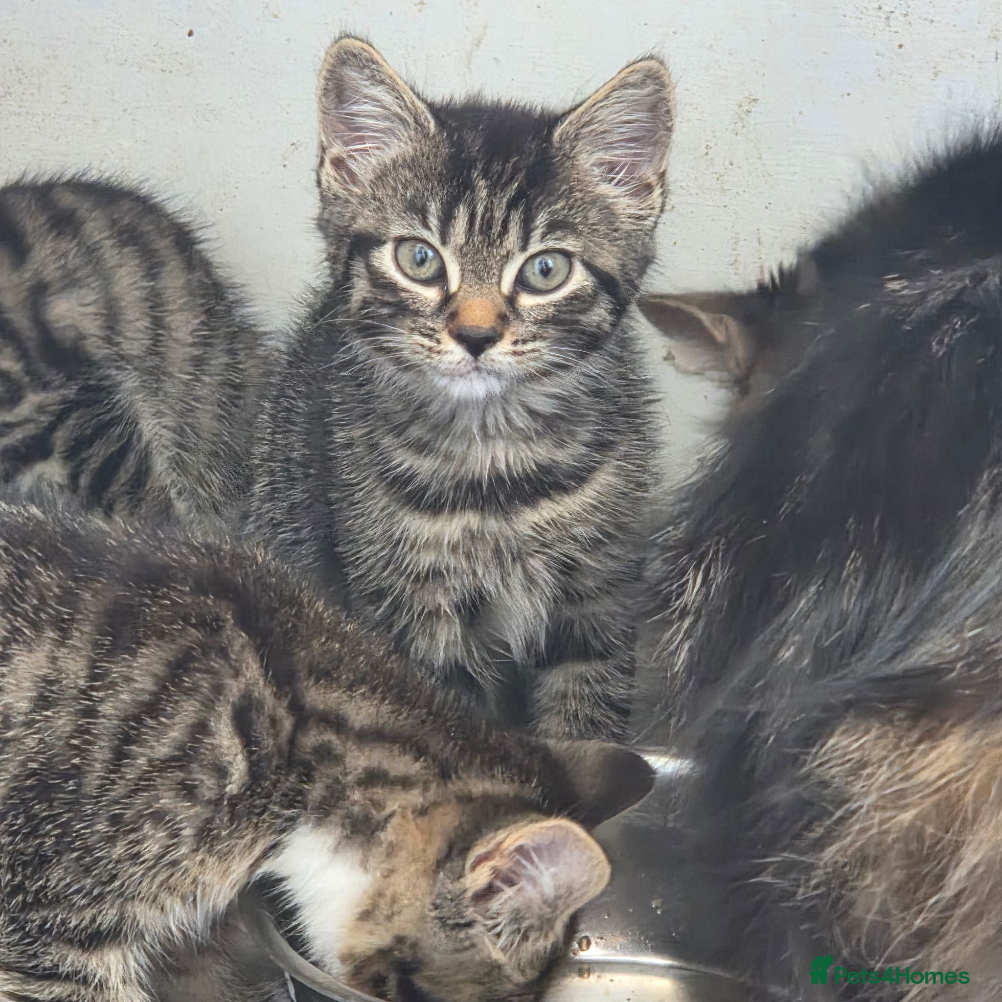 Mixed Breed cats 4 beautiful kittens  - Advert 2