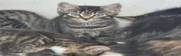 Mixed Breed cats for sale: 4 beautiful kittens  - Advert 1
