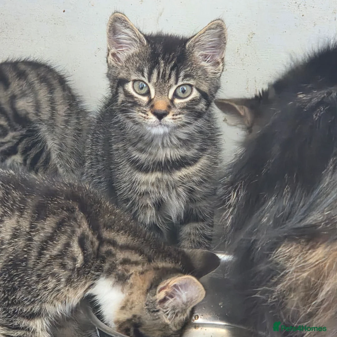 Mixed Breed cats for sale: 4 beautiful kittens  - Advert 1