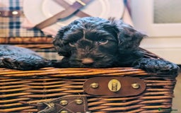 Cockapoo dogs for sale: 4 males and 1 female, chocolate coated cockerpoos  - Image 3