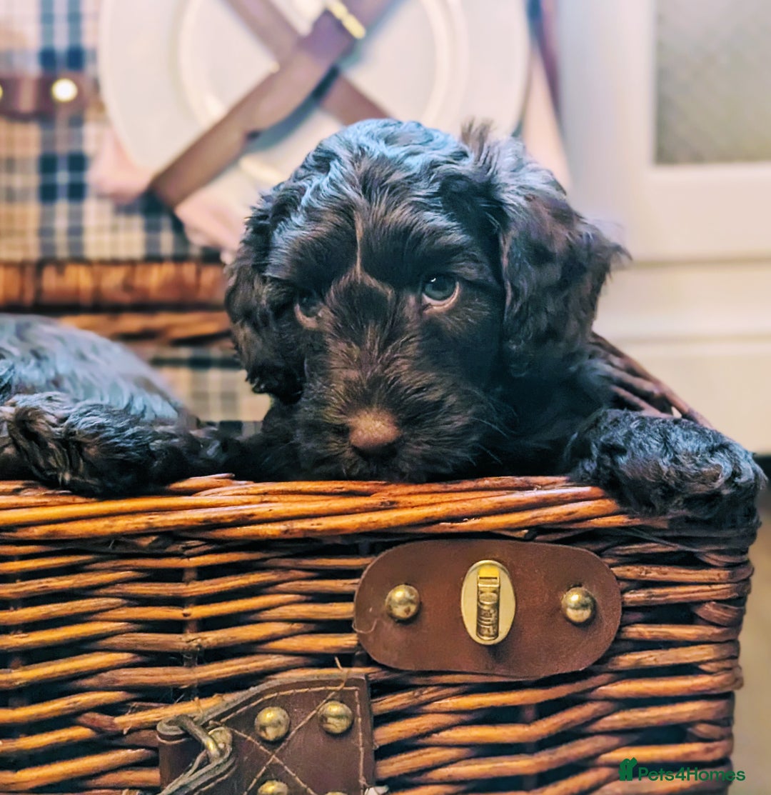 Cockapoo dogs for sale: 4 males and 1 female, chocolate coated cockerpoos  - Image 3