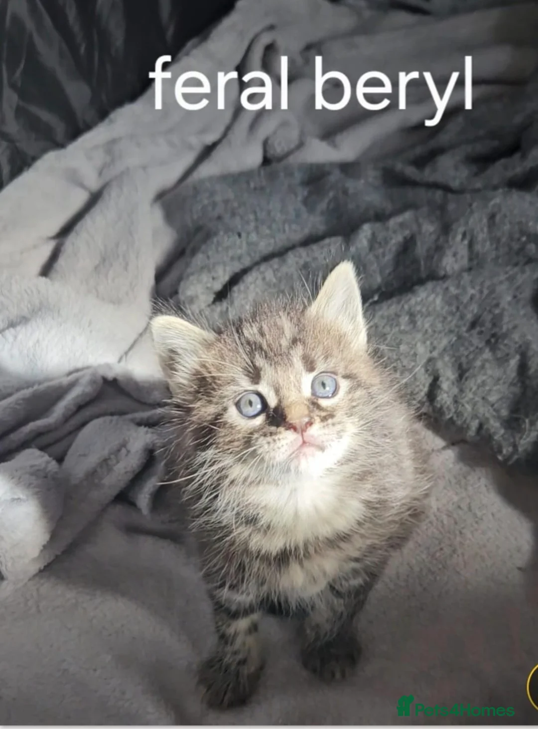 Mixed Breed cats for sale: maincoon kitten - Advert 7