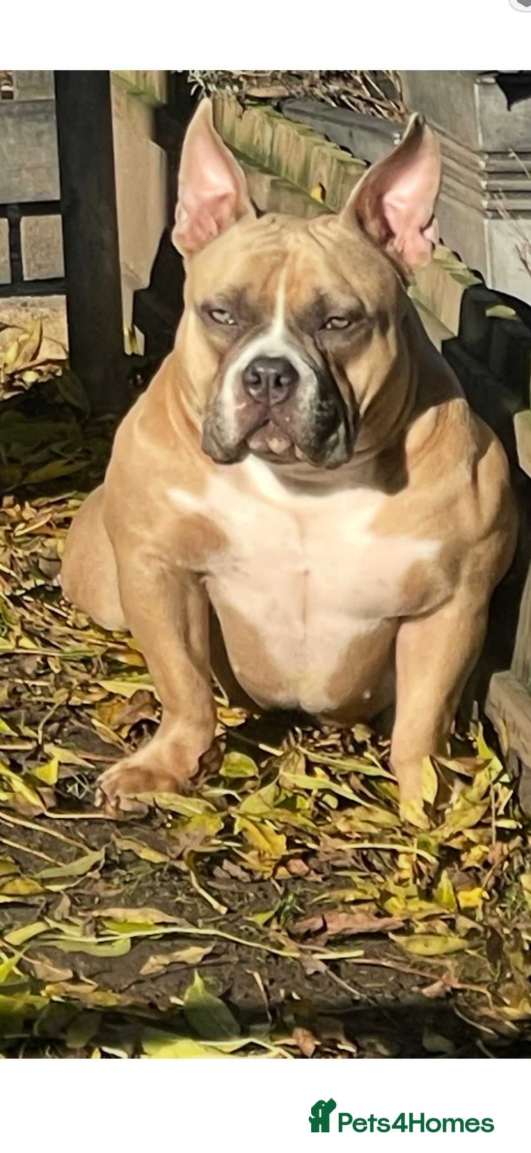 Mixed Breed dogs for sale: Pocket Bully Cross/ American Bully - Advert 3