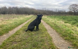 Cane Corso dogs for sale: 5year cane corso female  - Image 4