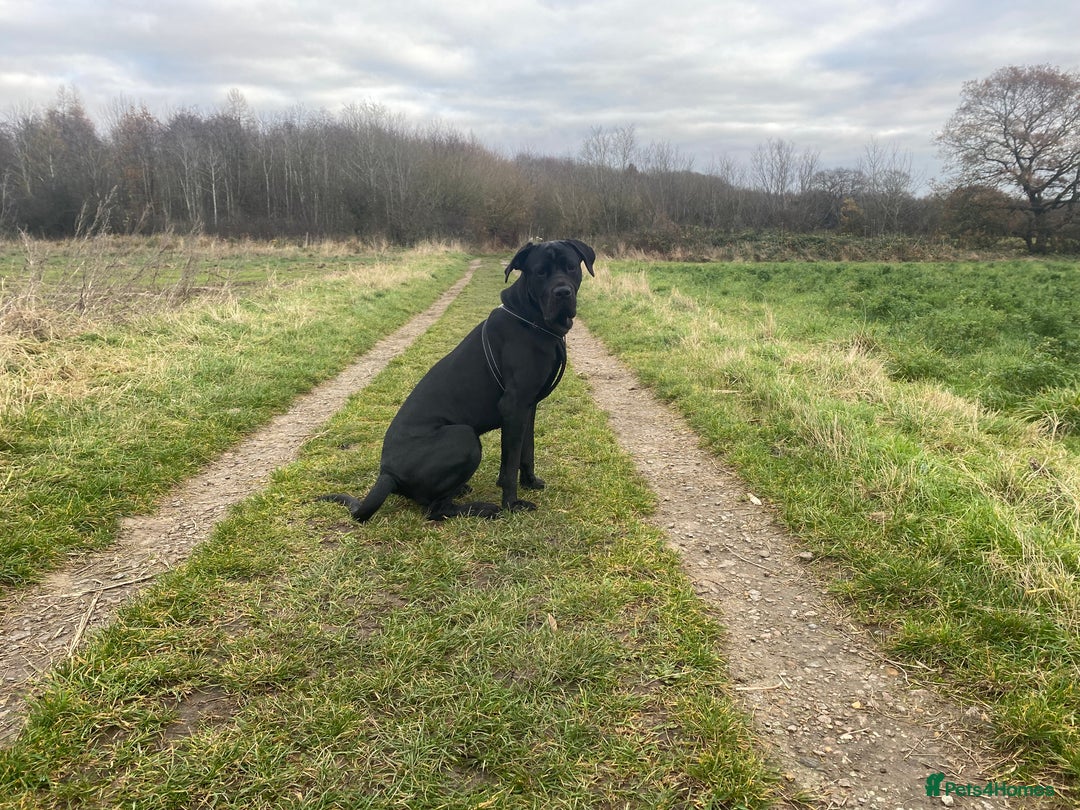 Cane Corso dogs for sale: 5year cane corso female  - Image 4