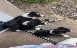Border Collie dogs for sale: Border collie pups - Image 4