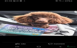 Poodle dogs for stud: Exceptional Health Tested Poodle Studs in Aberdeen - Image 2