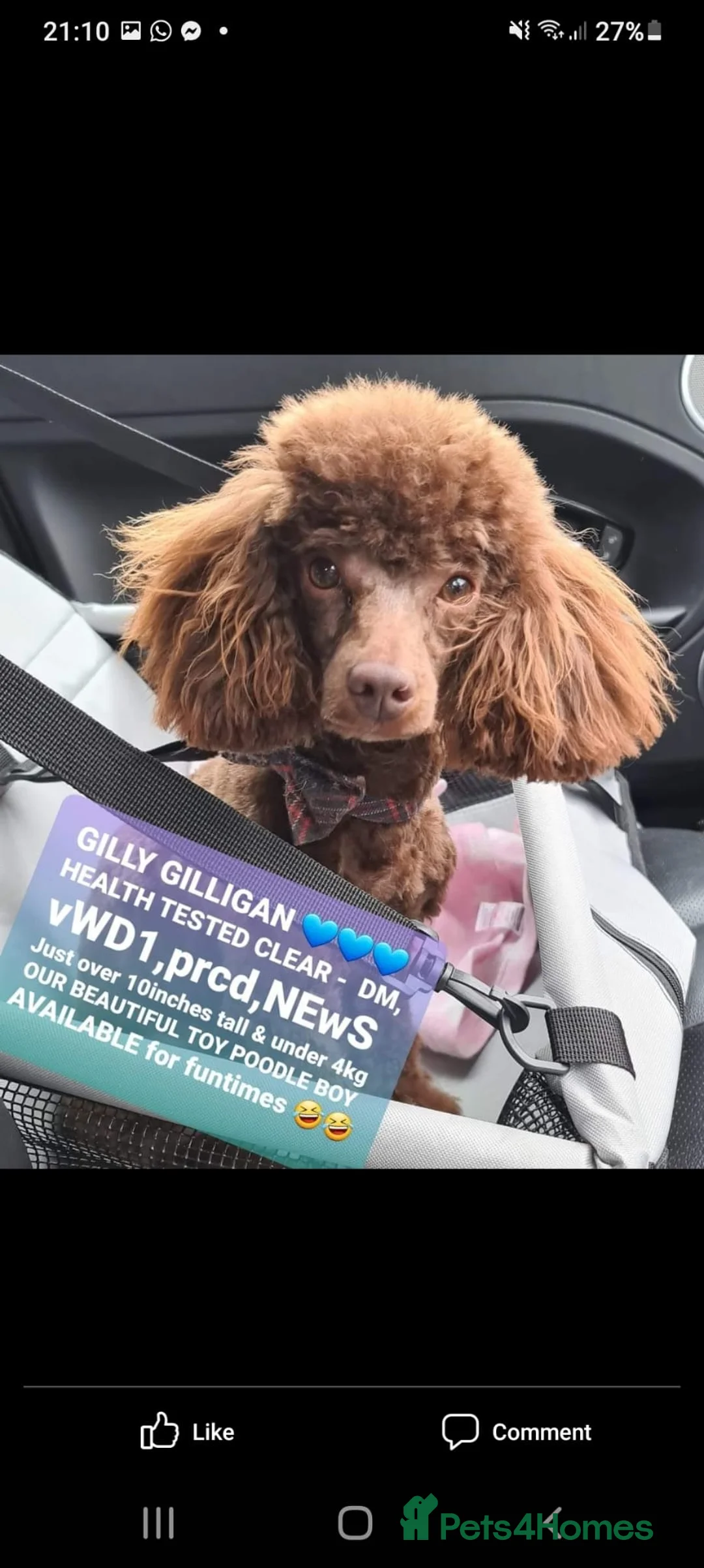 Poodle dogs for stud: Exceptional Health Tested Poodle Studs in Aberdeen - Advert 2